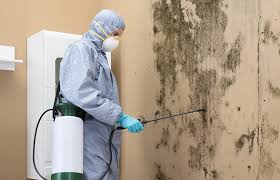 Why You Should Choose Our Mold Remediation Services in Grandview, IL